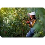 Теплиця садова 2 x 3,5 м (7 м²) Plonos - Компактна та функціональна - Зображення 9