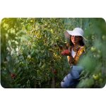 Теплиця садова 3 x 4,5 м (13,5 м²) біла Plonos - Захист та тепло для рослин - Зображення 11