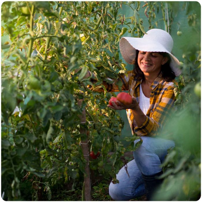 Теплиця садова 3 x 6 м (18 м²) біла Plonos - Посилена конструкція - Зображення 7